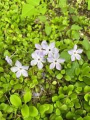 Phlox stolonifera