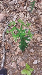 Euphorbia pubentissima