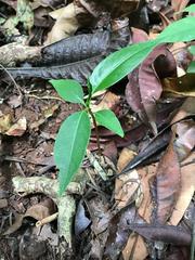 Sapium glandulosum