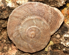 Iberus gualtieranus gualtieranus