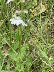 Lobelia appendiculata