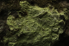 Psilolechia
