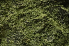 Psilolechia
