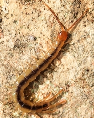 Lithobius inermis