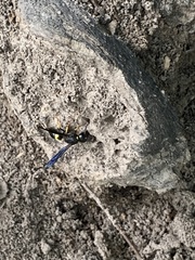 Ancistrocerus spinolae