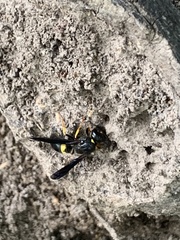 Ancistrocerus spinolae