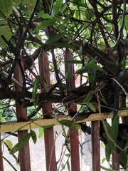 Dendrobium crumenatum