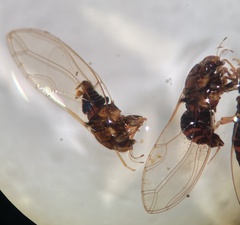 Trioza bakeri