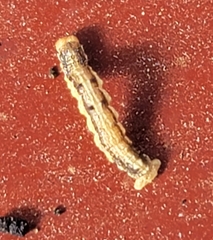 Erannis tiliaria