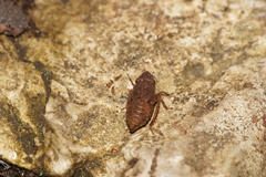 Errhomenus