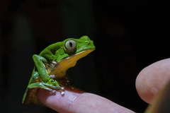 Phyllomedusa burmeisteri