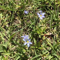 Sisyrinchium mucronatum