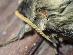 Oxycanus antipoda