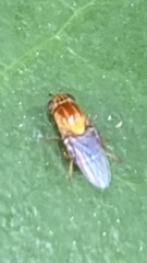Thaumatomyia rubida