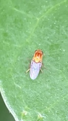 Thaumatomyia rubida
