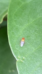 Thaumatomyia rubida