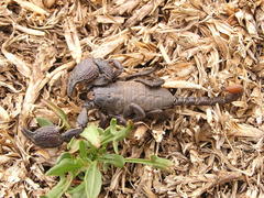 Cheloctonus intermedius