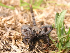 Cheloctonus intermedius