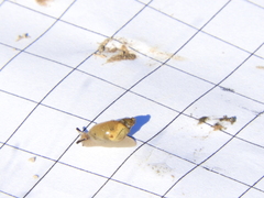 Succinea meridionalis