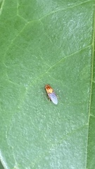 Thaumatomyia rubida