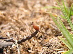 Cheloctonus intermedius