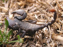 Cheloctonus intermedius