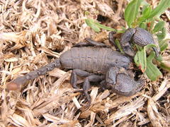 Cheloctonus intermedius