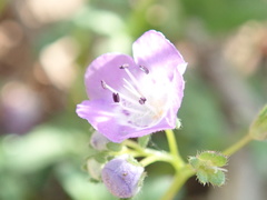 Phacelia hirsuta