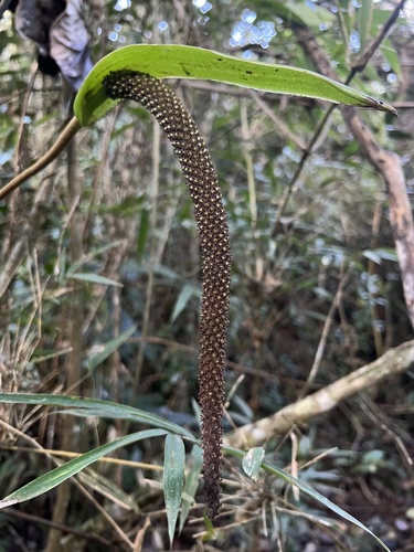 Anthurium oxybelium