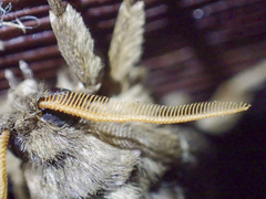 Oxycanus antipoda