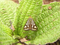 Loxostege venustalis