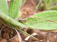 Loxostege venustalis