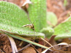 Loxostege venustalis