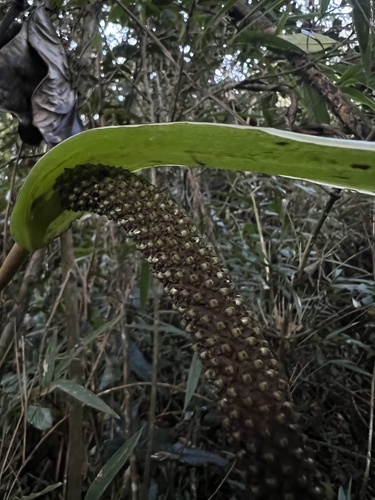 Anthurium oxybelium, photograph 4