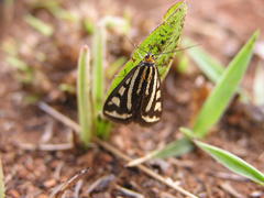 Loxostege venustalis