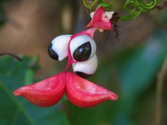 Paullinia meliifolia