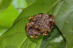 Mischocyttarus bahiae