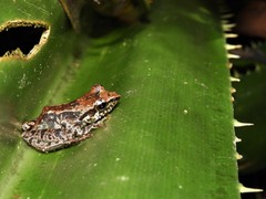 Guibemantis