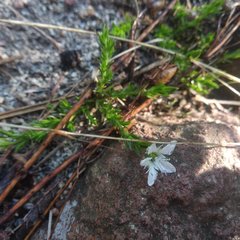 Arenaria lycopodioides