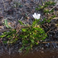 Arenaria lycopodioides
