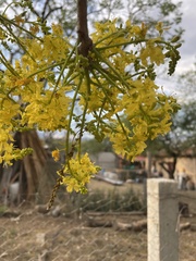 Conzattia multiflora