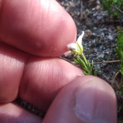 Arenaria lycopodioides