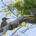 Atlantic Woodpecker - Photo (c) Gabriel Bonfa, some rights reserved (CC BY-NC), uploaded by Gabriel Bonfa
