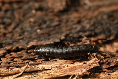 Stenagostus rhombeus