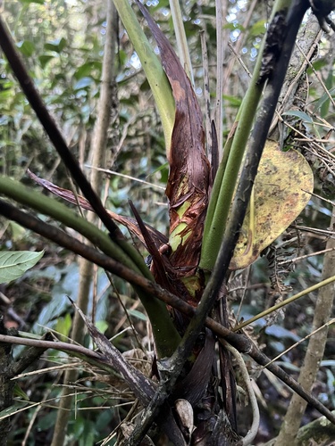 Anthurium oxybelium, photograph 2