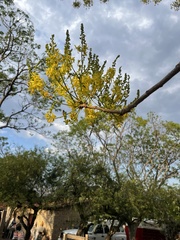 Conzattia multiflora