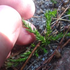 Arenaria lycopodioides