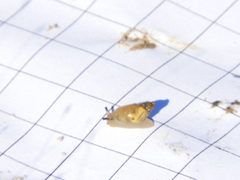 Succinea meridionalis