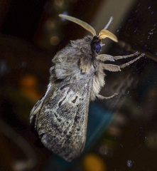 Oxycanus antipoda