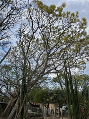 Conzattia multiflora